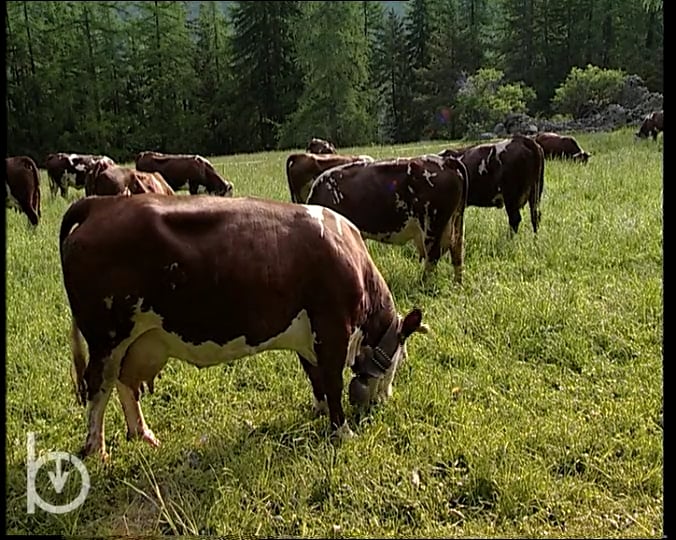 2003 - Rien qu\'une vache - La fécondation artificielle et l’activité de l’Anaborava
