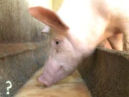 Rien qu\'une vache - L’élevage des porcs en Vallée d’Aoste