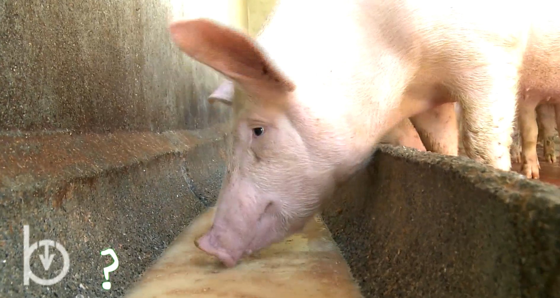 Rien qu’une vache – L’élevage des porcs en Vallée d’Aoste