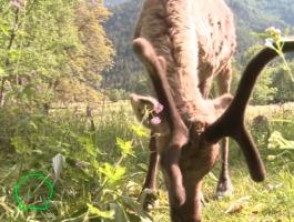 Rien qu\'une vache - Élevage de lapins, porcs, truites et rennes