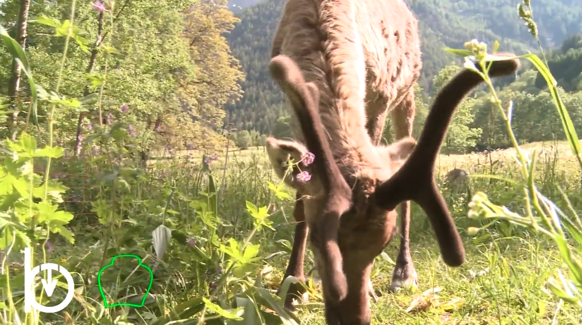 Rien qu’une vache – Élevage de lapins, porcs, truites et rennes