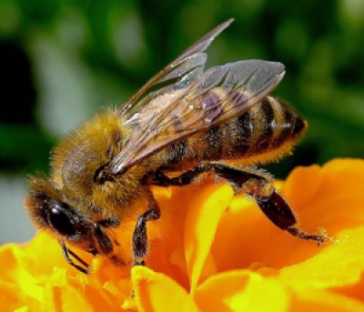 100mila euro di aiuti all’apicoltura per i danni da maltempo