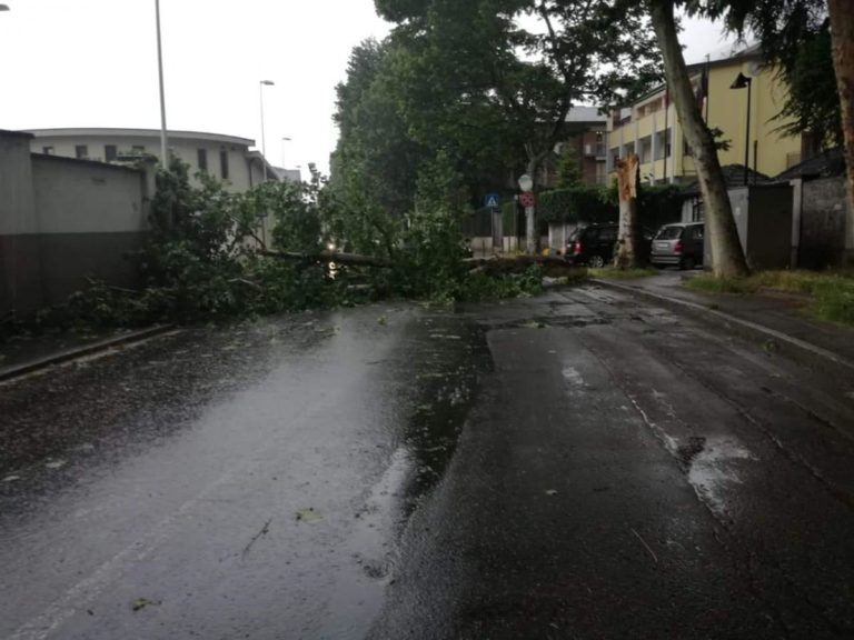 Un albero caduto blocca corso Saint-Martin-de-Corléans