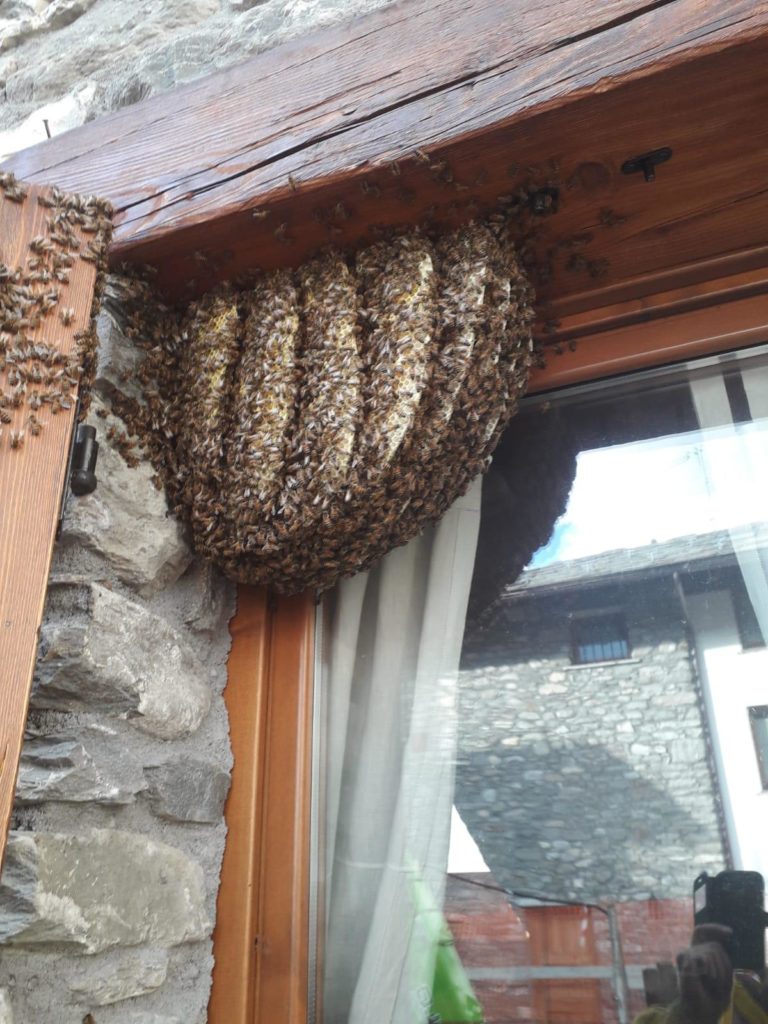 Le immagini spettacolari di un favo di api rimosso a La Salle