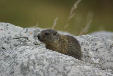 Un cucciolo di marmotta in centro ad Aosta: indaga il Corpo forestale