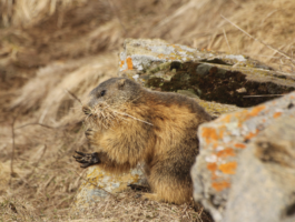 Comportamento della marmotta, uno studio valdotano presentato in Mongolia