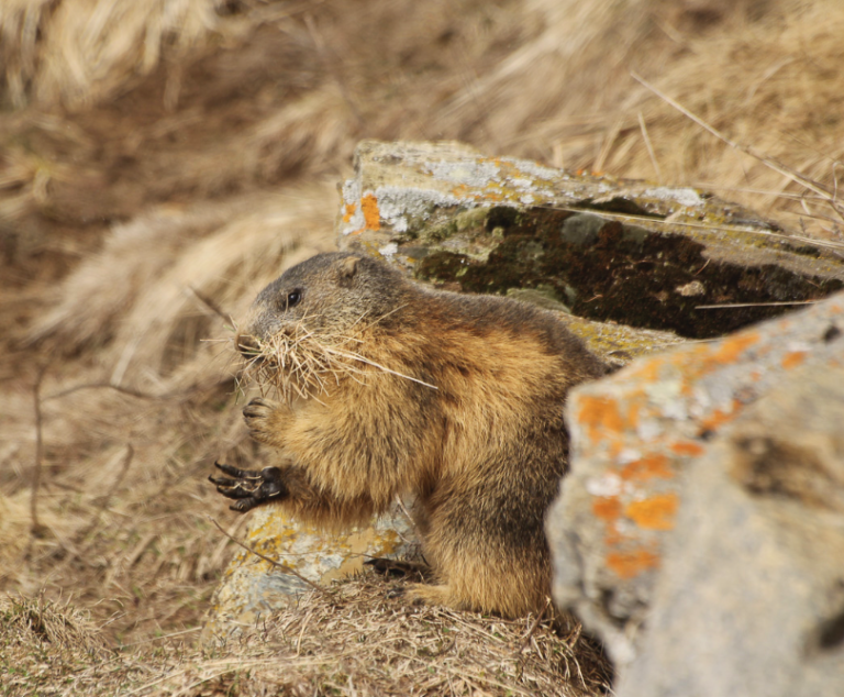 Comportamento della marmotta, uno studio valdotano presentato in Mongolia