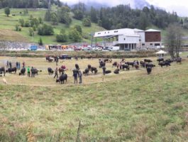 Sette mucche e una capra premiate a Valtournenche