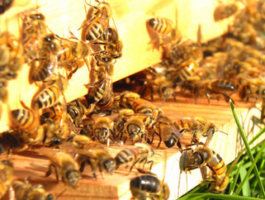 Contributi per l\'apicoltura, domande aperte fino al 23 novembre