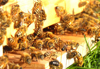 Contributi per l'apicoltura, domande aperte fino al 23 novembre