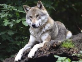 Gli ambientalisti chiedono giustizia per la lupa uccisa a Châtillon