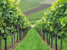 Impianti viticoli, domande al via anche in Valle d\'Aosta