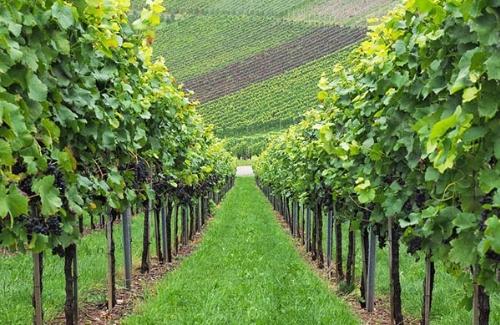 Aperte fino al 31 marzo 2022 le domande per i nuovi impianti viticoli