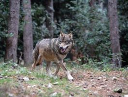 Pour l\'autonomie e Lega: una proposta di legge per autorizzare la cattura o l\'abbattimento del lupo