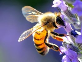 Contributi per l\'apicoltura: domande dal 31 ottobre 2022