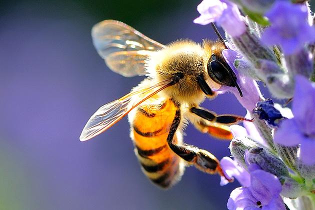 Dal 1° novembre 2020 il censimento delle api