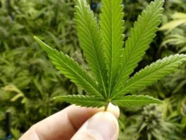 Coldiretti su stop alla cannabis: intervenga il Parlamento
