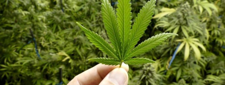 Coldiretti su stop alla cannabis: intervenga il Parlamento