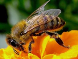 Giornata internazionale delle api