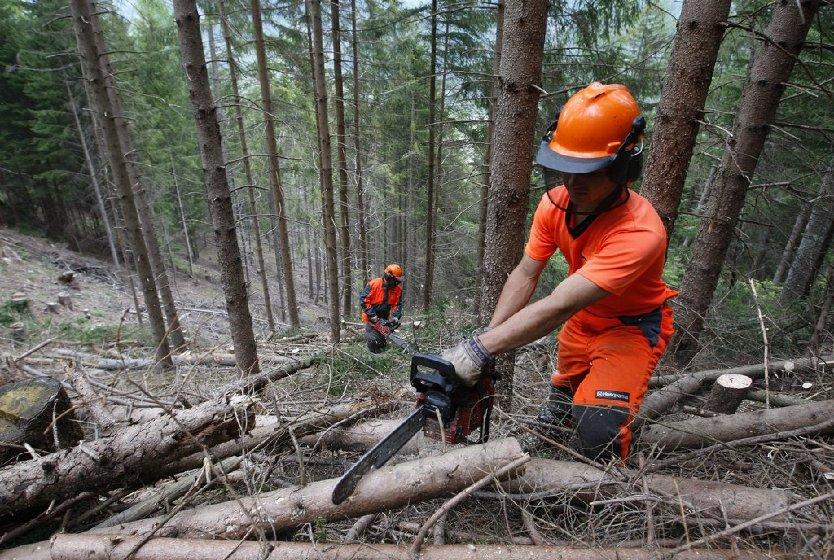 Rinviata l\'apertura dei cantieri forestali