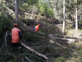 Assunzioni cantieri forestali: scontro Lega-Mouv\'-Chatrian