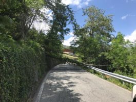Il vento abbatte un albero ad Aosta