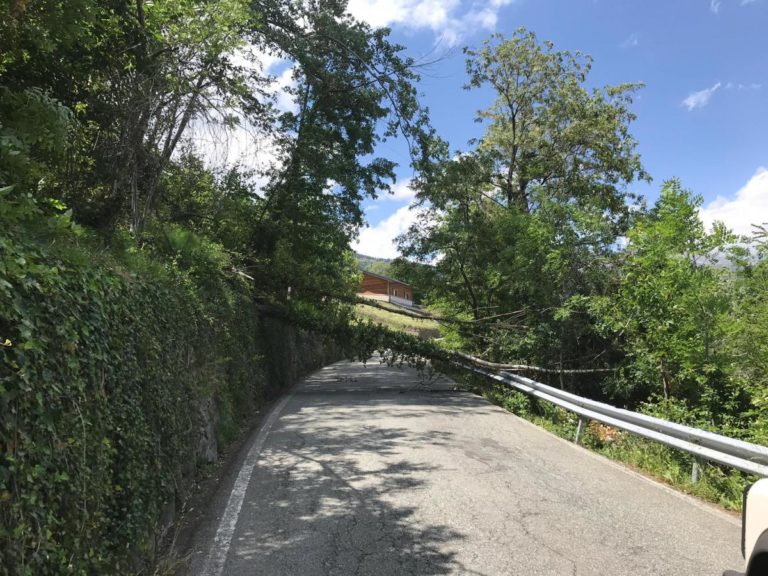 Il vento abbatte un albero ad Aosta