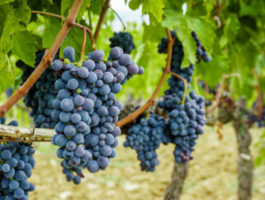 Domande per nuovi impianti viticoli