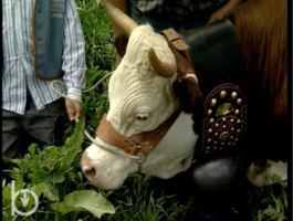 2003 - Rien qu\'une vache - La sélection de la race bovine valdôtaine