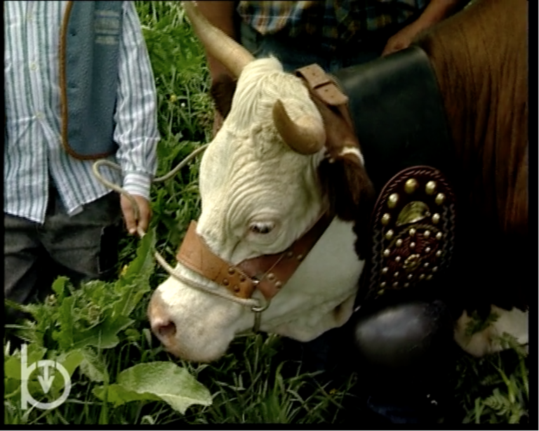 2003 - Rien qu'une vache - La sélection de la race bovine valdôtaine
