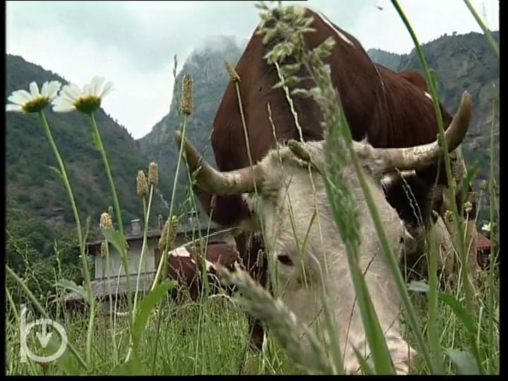 2003 - Rien qu\'une vache - Les 50 ans de la société d’élevage de Donnas