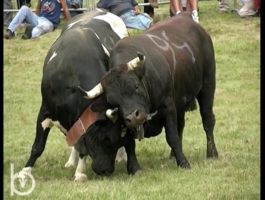2003 - Rien qu\'une vache - L’activité du contrôleur laitier