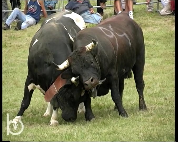 2003 - Rien qu'une vache - L’activité du contrôleur laitier