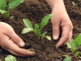 Agricoltura biodinamica: un corso on line per insegnanti