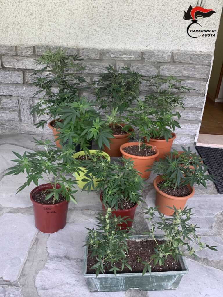 23enne valdostano coltivava marijuana a Morgex