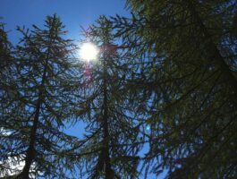 Sessanta abeti rossi per il progetto Il bosco dei Campioni a Cogne