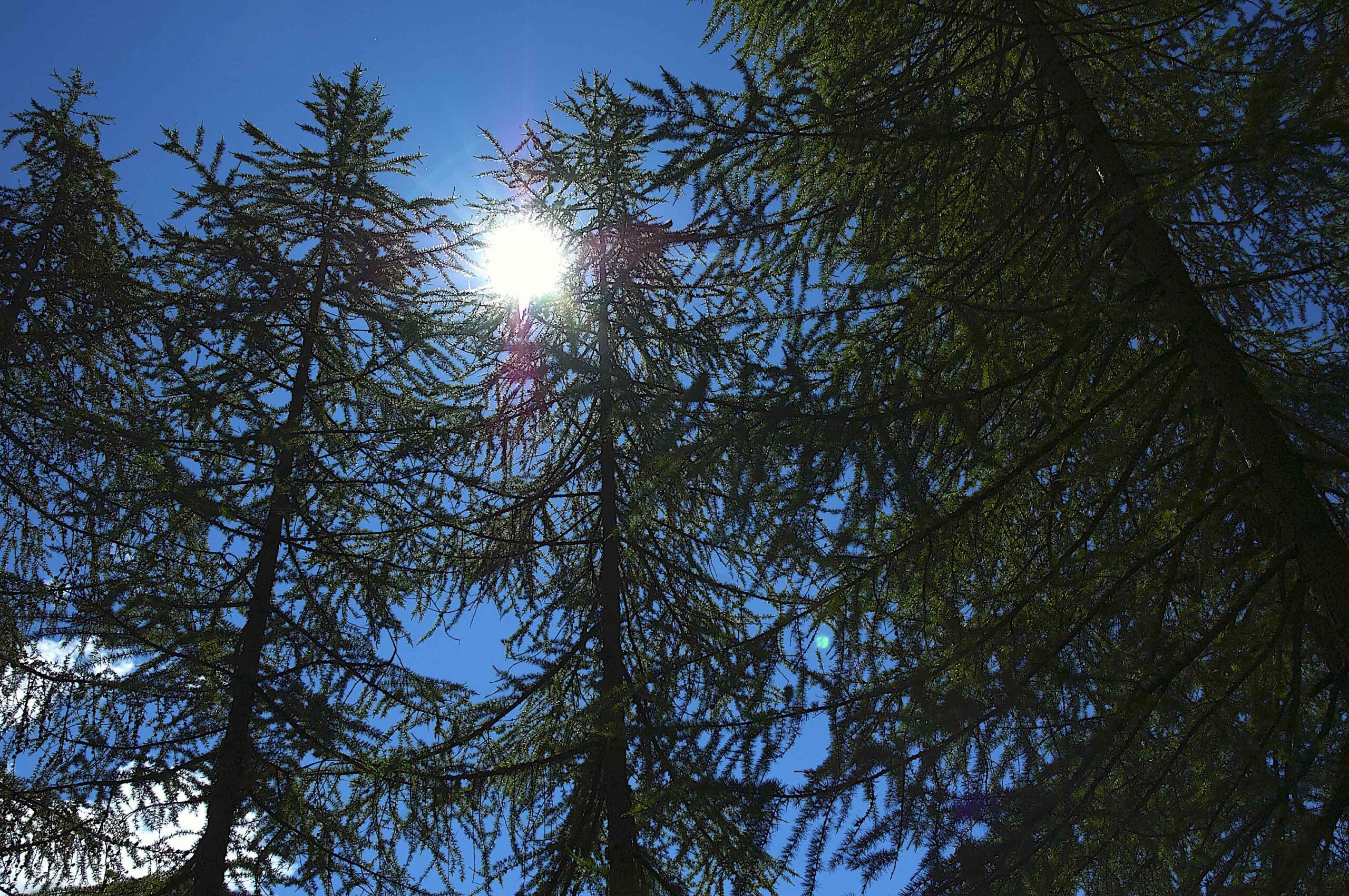 Sessanta abeti rossi per il progetto Il bosco dei Campioni a Cogne