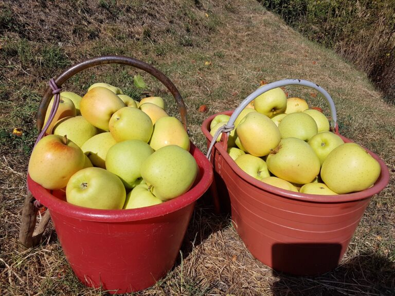 Una conferenza sulle mele della Valle d'Aosta