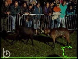 2004 - Rien qu\'une vache - La bataille des chèvres en expansion (1ère partie)