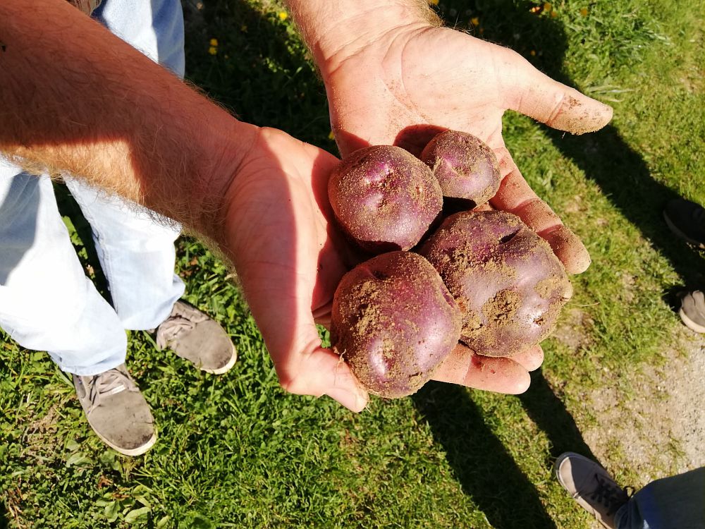 La patata Verrayes : nuovo Presidio Slow Food