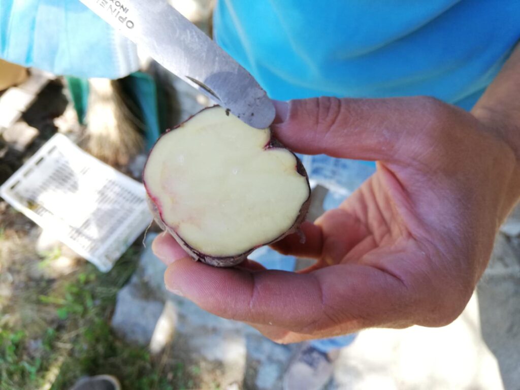 La patata Verrayes : nuovo Presidio Slow Food in Valle d'Aosta