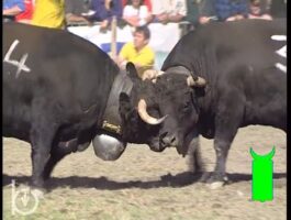 2005 - Rien qu’une vache : Batailles en Valais