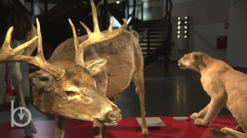 Il Museo regionale di scienze naturali di Torino