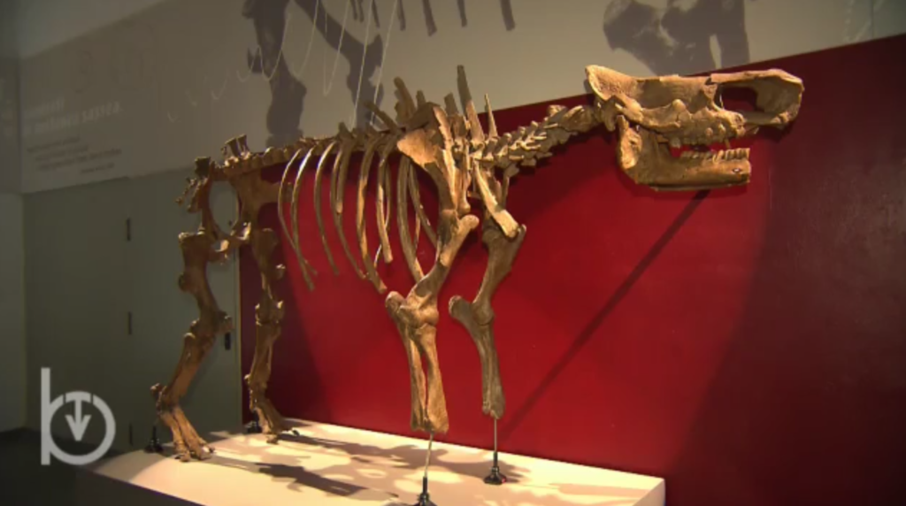 il museo di scienza naturale di Torino