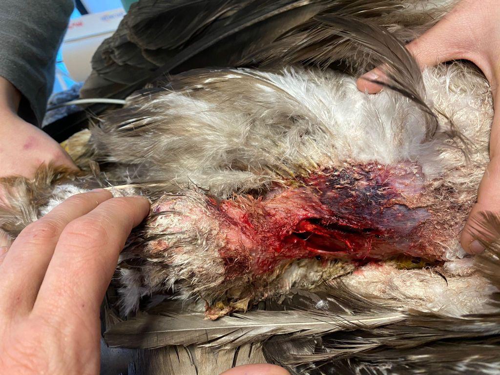 Aquila ferita salvata in Valsavarenche