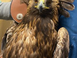 Aquila ferita salvata in Valsavarenche