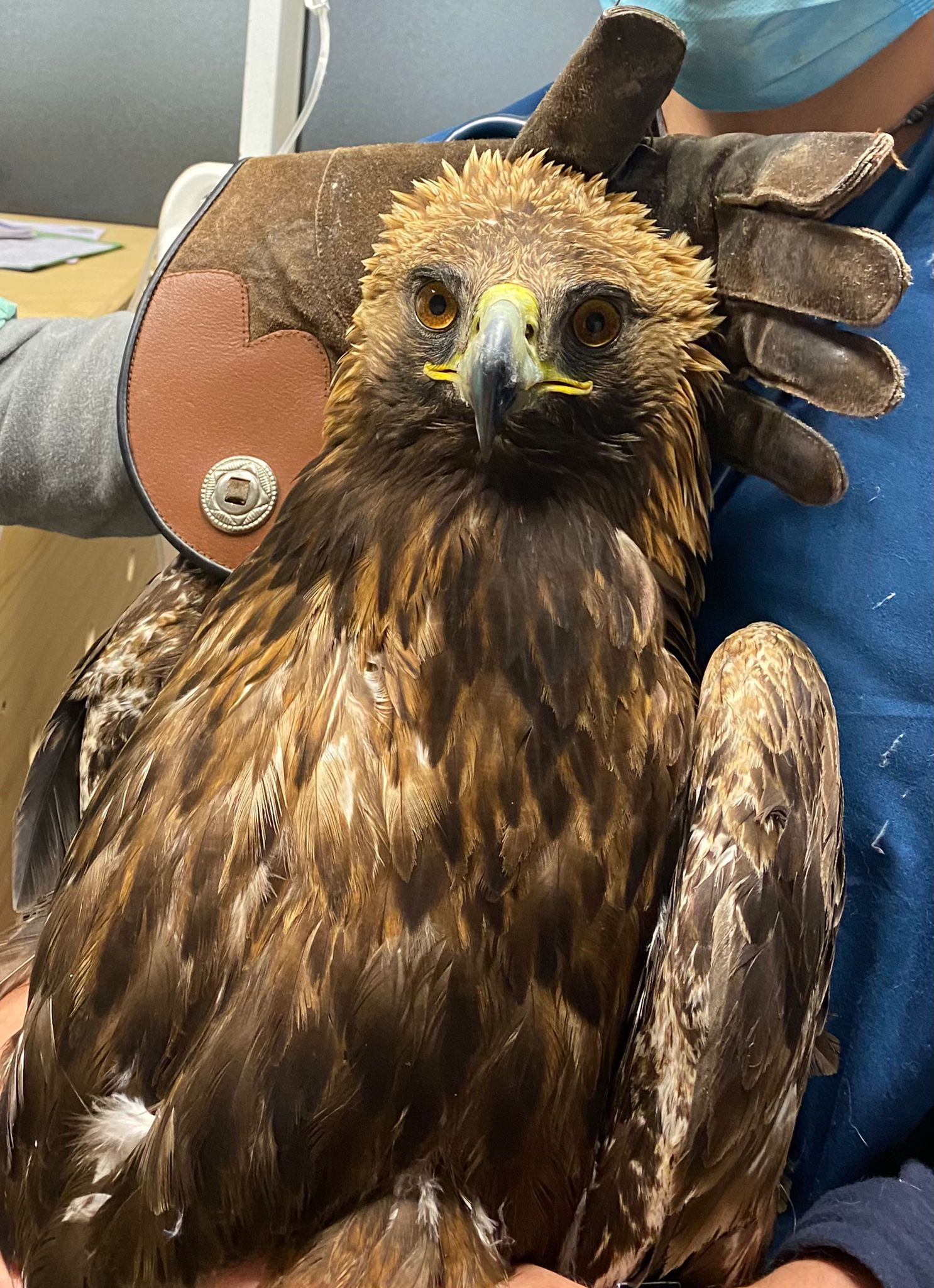 Aquila ferita salvata in Valsavarenche