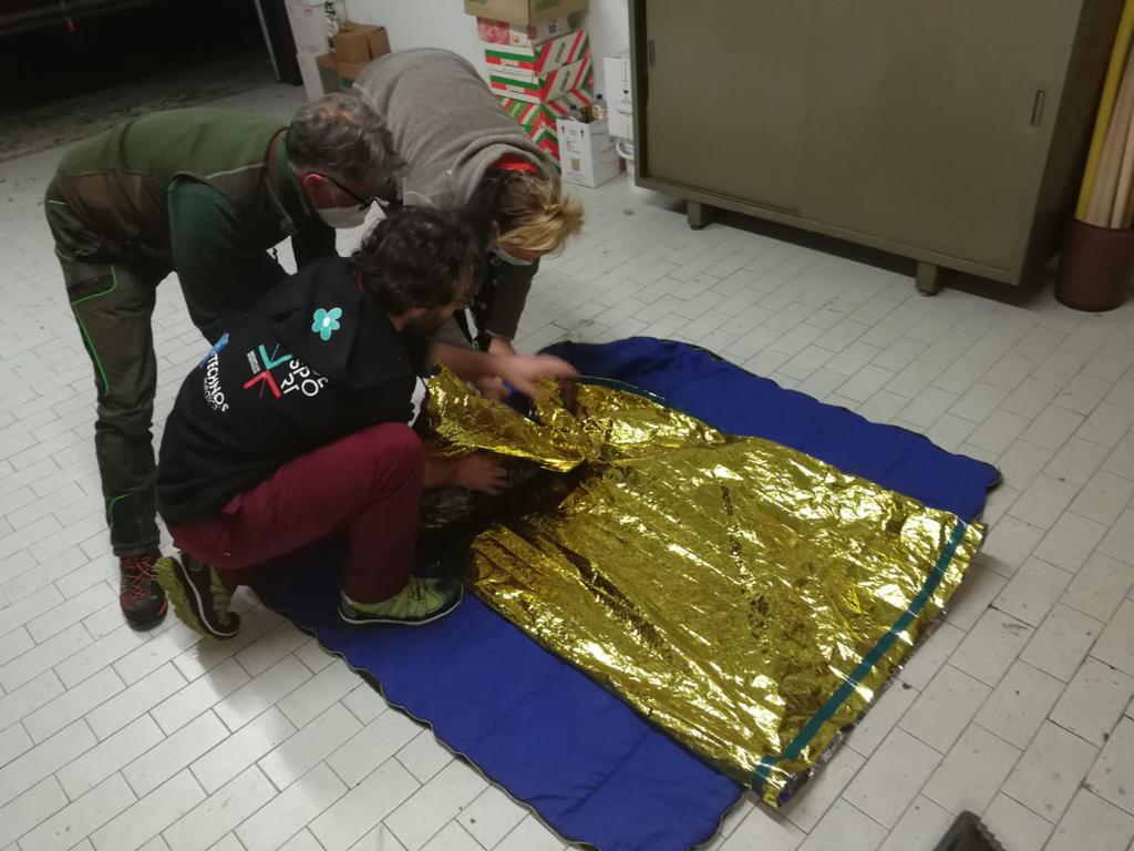 Aquila ferita salvata in Valsavarenche