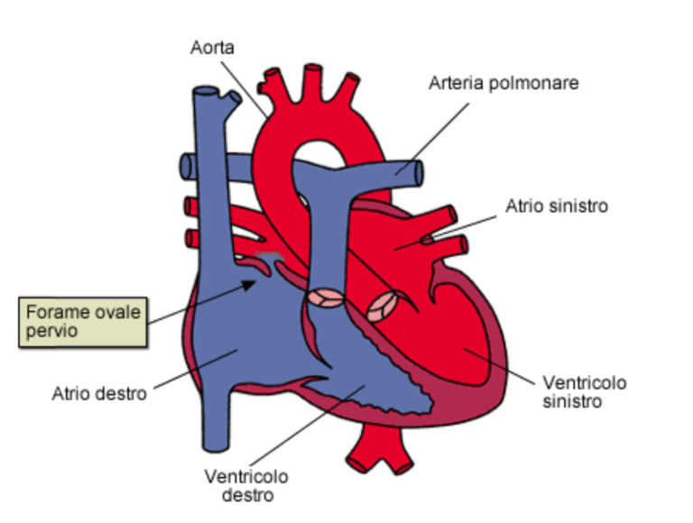 La cardiologia di Aosta e lo studio pubblicato su riviste europee