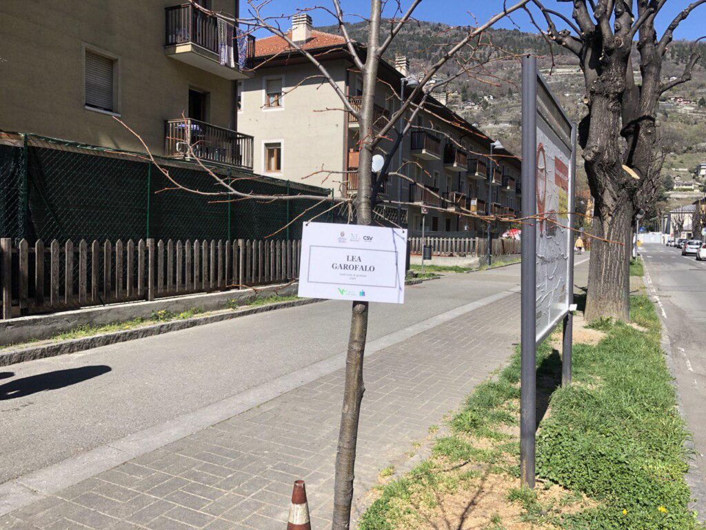 Valle Virtuosa pianta sette tigli al Quartiere Cogne